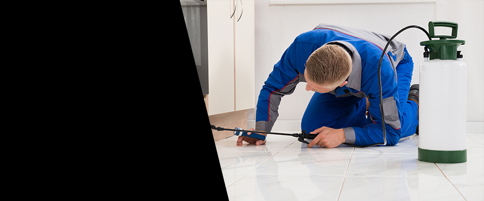 24/7 and Emergency Pest Control