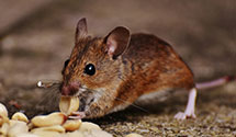 Find Exterminators in Lorain County